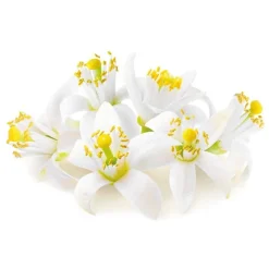 Cerf Dellier Extraits*Extrait De Fleur D'Oranger Patisdecor 50 Ml