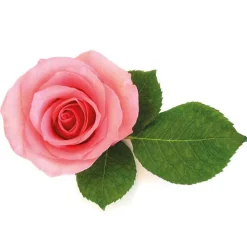 Cerf Dellier Extraits*Extrait De Rose 5% Patisdecor 50 Ml
