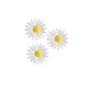 Marguerite Blanche (X100)>Cerf Dellier Clearance