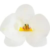 Orchidees Blanches Azyme (X10)>Cerf Dellier Sale