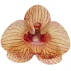 Orchidees Jaunes Azyme (X10)>Cerf Dellier Discount