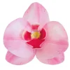 Orchidees Roses Azyme (X10)>Cerf Dellier Best